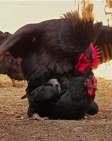 Птицы: Джерсийский гигант жумурткага жана жөжөлөргө заказ алабыз — 8