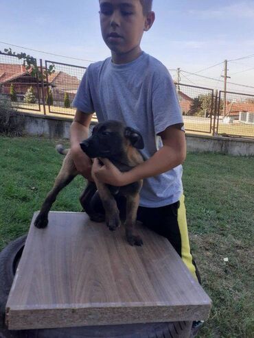 Psi: Na prodaju štenci belgijskog ovčara - MALINOA, oštenjeni 10.08.2023 — 2