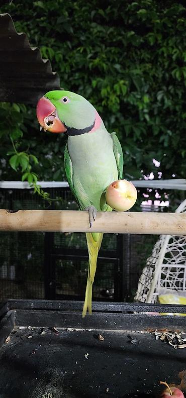 Животные: Александрийский кольчатый попугай (Psittacula eupatria)РУЧНОЙ - — 1