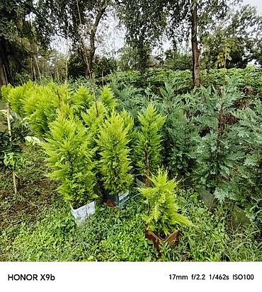 xolikan bitkisi: Thuja (Qızıl şam, leylandi tipli dekorativ iynəyarpaq) fidanları - — 2