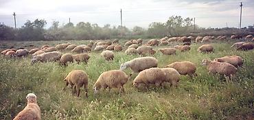 qoyun mal: Qoyun sürüsü – ət və yun istiqamətli - Növ: yerli qarışıq cinslər — 4