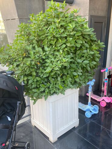 Landşaft işləri: #dibçeklər gülə hər ölcidə heyit kafe #gül dibcaklar. şeyid -da lalafo.az — 14 Landşaft işləri: #dibçeklər gülə hər ölcidə heyit kafe #gül dibcaklar. şeyid — 14