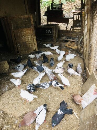 Göyərçinlər: Müxtəlif rənglərə və naxışlara malik ev göyərçinləri mövcuddur. Onlar — 5