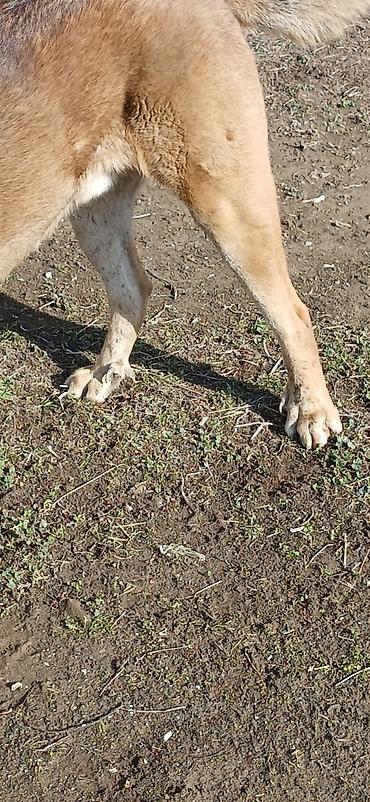 İtlər: Qurdbasar, 1 il, Erkek, Peyvəndli -da lalafo.az — 16 İtlər: Qurdbasar, 1 il, Erkek, Peyvəndli — 16