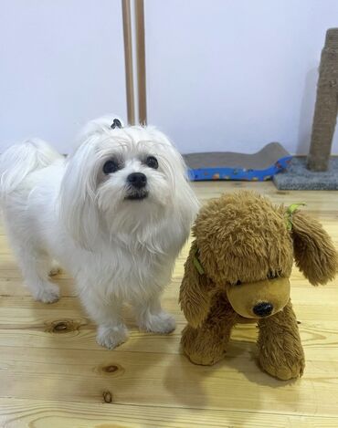 İtlər: Malta bolonka, 1 ay, Erkek -da lalafo.az — 10 İtlər: Malta bolonka, 1 ay, Erkek — 10