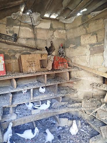 heyvan satisi sayti: İynəsi,dəyirmanı edilmiş xoruz,fərə yaponkalar.Satilir vəya başqa sort — 5