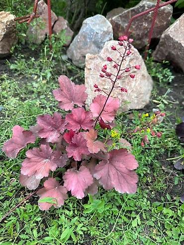 Декоративные деревья: Продаю все виды садовых растений,кустарников и цветов. Ош at lalafo.kg — 6 Декоративные деревья: Продаю все виды садовых растений,кустарников и цветов. Ош — 6