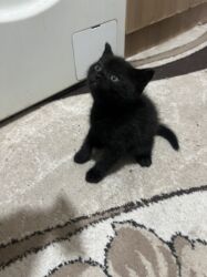 доброй: 1 месяц, Мальчик, Метис, Приучена к лотку