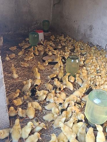 Kənd təsərrüfatı quşları: Pekin ördəyi satılır qiyməti 1.50 vatsapa yazın real şəxslər say 500 — 2