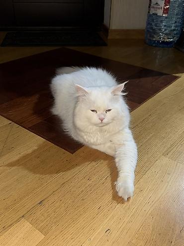Кошки: Шотландская, Самка, В добрые руки, Самовывоз — 8