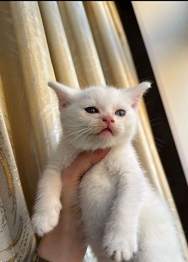 Pişiklər: Şotland — 9