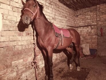 музо сатам: Продаю | Жеребец