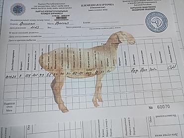 Баран, овца: Продаю | Баран (самец) | Арашан | Для разведения | Осеменитель — 3