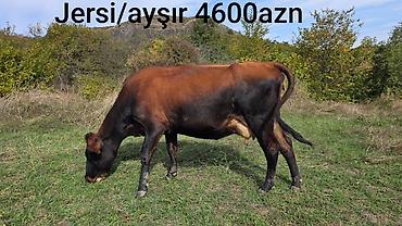 xirda buynuzlu heyvanlar: Salam 
Satışda olan damazlıq inəklər — 3