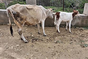 sudlu inək: Dişi, il: 1, 100 kq, Südlük, Ödənişli çatdırılma — 8