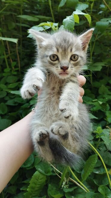 кошка джалал абад: Кошка даром: Беспородная, Мальчик