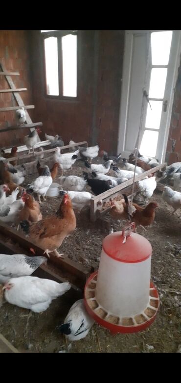 australorp toyuq satılır: Kənd toyuqları satılır. 75 ədəd toyudur, aralarında fərədə var