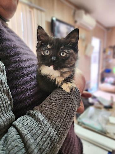 Продажа кошек: Котята, помет разноцветный: - Окрас: рыжий длинношерстный, рыжий — 7