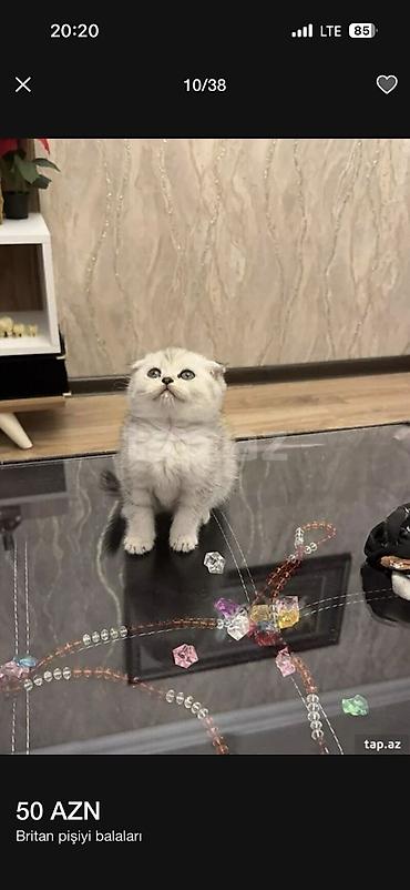 Pişiklər: Britan — 9