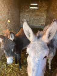 домик для кот: Ослы (пара) - Вид: домашние ослы, взрослый и молодой. - Окрас