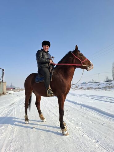 коный спорт: Продаю | Конь (самец) | Конный спорт