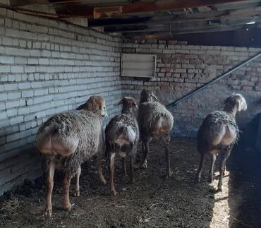 продажа попугаев жако: Продаю | Баран (самец) | Полукровка, Арашан | Для разведения | Племенные