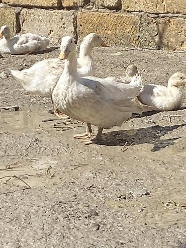 50 manata it: Pekinlər 3-4 ayn heyvanlarıdı Heyratılarnan barter olunur həmdə — 1