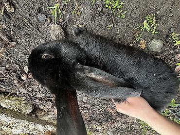 Кролики: Продаю | Крольчиха (самка), Кролик самец, Крольчата | Для разведения — 6