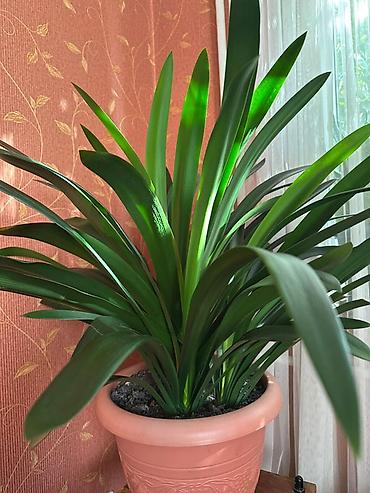 кливия: Кливия (Clivia) в декоративном пластиковом кашпо - Крупное комнатное — 1