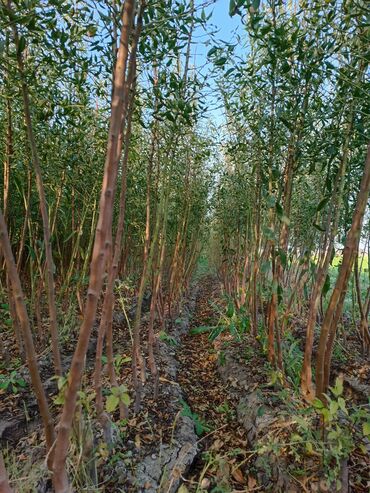 Tinglər: Her sor tinglermiz movcuddur yerli və xarici sortlar var sortlara — 16