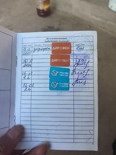 Продажа собак: Хаски, 7 месяцев, Самец, С прививкой — 6