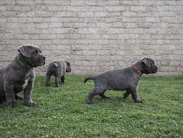 Psi: Cane Corso štenci Štenci Cane Corso, oštenjeni 02.12.2025, slobodni za — 8