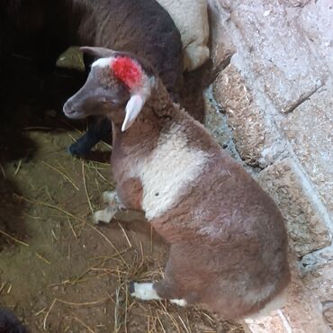 Quzu: Salam hervaxdız xeyir saxlamlıq quzularm cxdı satqa isdiyen elaqe — 4