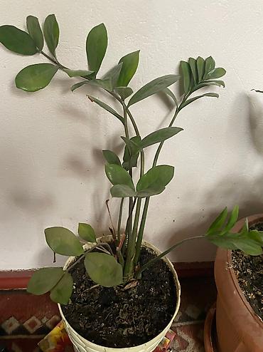 Другие садовые цветы и кустарники: Продаю, точнее отдаю цветы 🍀🍀🍀 ДАРОМ Средние горшки 300 Больше 600 — 6