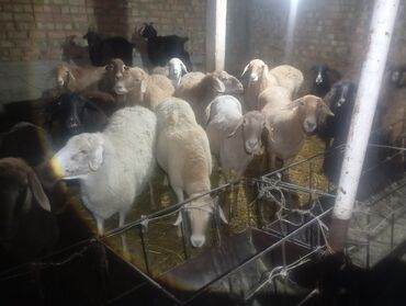 продаю музоо торпок корова самка бык самец айрширская ангус алатауская на забой для разведения на откорм племенные нетель привязанные: Продаю | Овца (самка), Ягненок, Баран (самец) | Гиссарская, Эдильбаевская, Арашан | На забой, Для разведения, Для шерсти | Матка