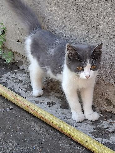 кошки бишкек купить: Отдам даром,в хорошие руки!Котята, окрасы: серо-белый, чёрно-белый и — 1