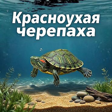 Снова в наличии!! Красноухие черепашки Цена: 500сом - Размеры at lalafo.kg Снова в наличии!! Красноухие черепашки Цена: 500сом - Размеры