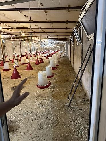 Kənd təssərüfatı avadanlığı: Broyler/qulluqçu toyuq saxlanması üçün tam təchizatlı quşçuluq — 1