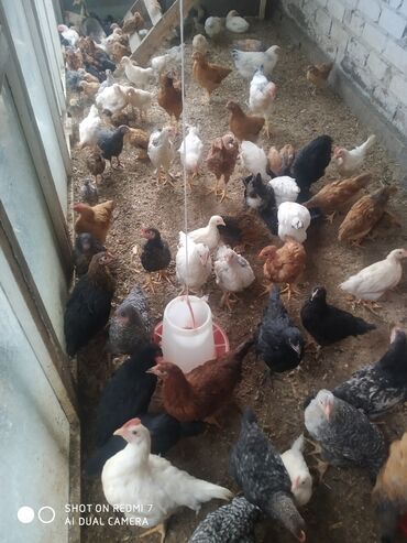 клетки для волнистых попугаев купить: Продаю цеплят от 7 дней до месяцапороды разные