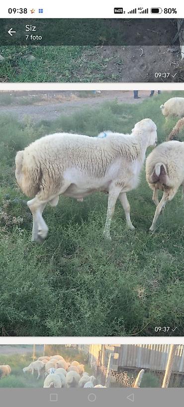 Qoyunlar, qoçlar: Salam Beyləqan Tatallar kəndinən almışdım təmiz cinsdi artırmışam indi — 2