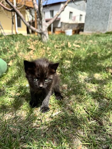 Коты: Котенок черненькая девочка 1 мес, родом из Иссык-Куля. Уже ест. К