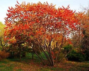 Peony saplings: Пионы. Пионы травянистые. Пионы кустарниковые. Пионы древовидные — 30