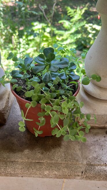 Otaq bitkiləri: Her biri ucuz kimete Gencededi catirma var size yaxin yere ancag — 16