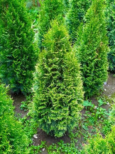 грохус удобрение отзывы: 🌿 Сапаттуу көчөттөр Ноокаттан! Европадан алып келинип, өзүбүздүн