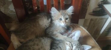 щенки кане корсо в дар: ОБМЕНЯЮ КОТЯТ МЕЙН-КУНОВВОЗРАСТ ЧУТЬ БОЛЬШЕ МЕСЯЦА,УХОЖЕНЫ,В ЕДЕ НЕ