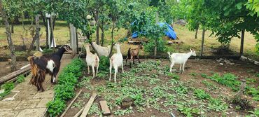 Keçi, çəpiş: Dişi, il: 2, Südlük -da lalafo.az — 8 Keçi, çəpiş: Dişi, il: 2, Südlük — 8