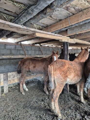 Лошади, кони: Продаю | Жеребенок | Для разведения | Племенные — 2