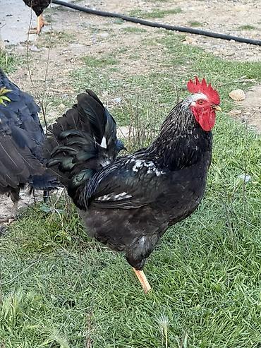 hind quslari: Məhsul: Qara-lələklı, gümüşi yaxalı toyuq cinsi xoruz Xüsusiyyətlər — 1