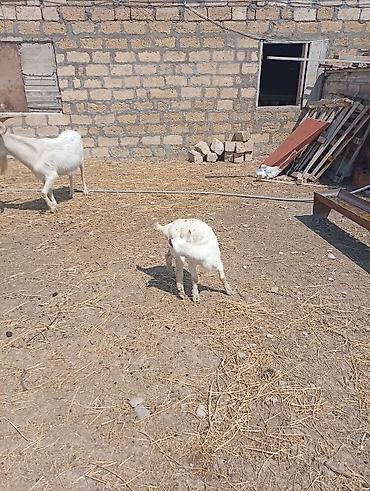 Keçilər, çəpişlər: SAF KAN SANEN FIRANSIZ IRKI KEÇİLER MACAR IRKI KEÇİLER ÇEPİÇLER BOĞAZ — 5