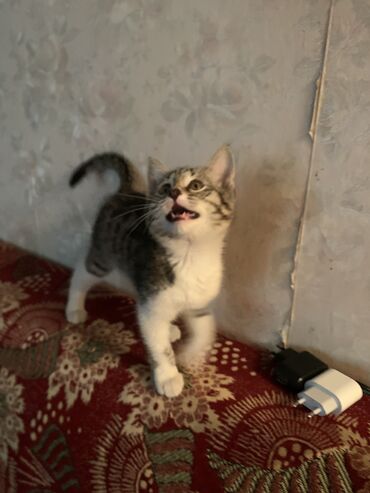 кошка в оше: 3 месяца, Мальчик